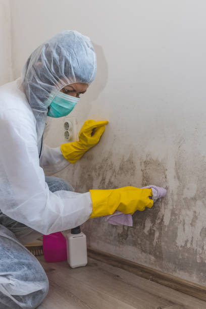 Best Air Quality Testing for Mold Spores  in Hugo, MN