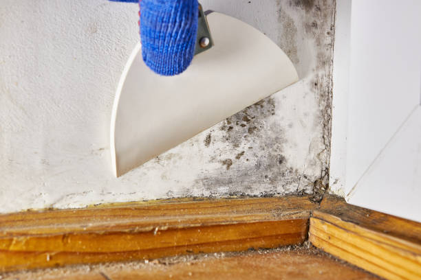 Best Commercial Mold Inspection  in Hugo, MN